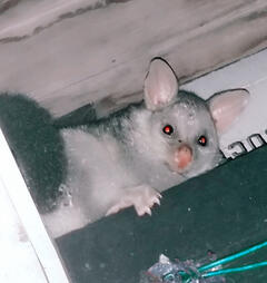 A rare Australian golden possum, on a roof bannister, looking down at the viewer